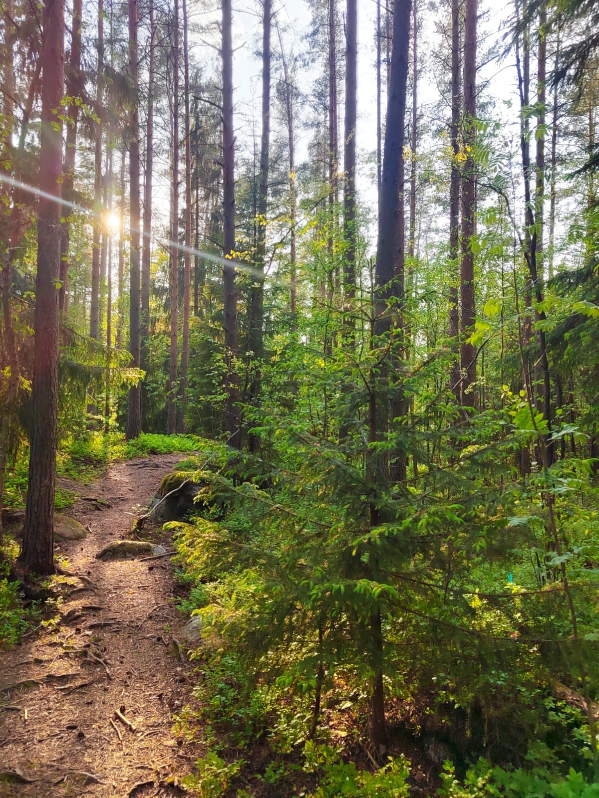 Auringon valaisema metsä, jossa oli korkeita mäntyjä, vehreää aluskasvillisuutta ja puiden läpi kiemurteleva hiekkatie. Auringonsäteet suodattuvat lehtien läpi luoden seesteisen ja rauhallisen ilmapiirin.