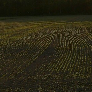 Nuorten vihreiden kasvien rivit versovat laajalla, auringon valaisemalla pellolla, ja maaperässä näkyy yhdensuuntaisia viivoja ja puiden rivi varjoisassa taustassa.