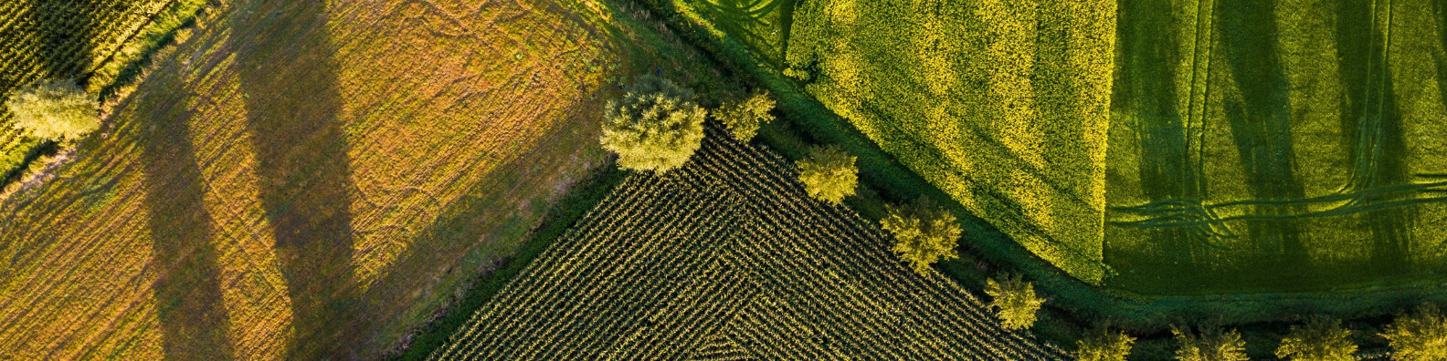 Two Mission Soil projects developing business models for soil health in co-creation workshop