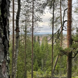 Metsäkuva, jossa on korkeita, hoikkia mäntyjä ja sammaloitunut maa. Kaukaisuudessa puiden latvukset ulottuvat kohti pilvistä taivasta, ja puiden läpi näkyy muutama vihje avoimesta maisemasta.