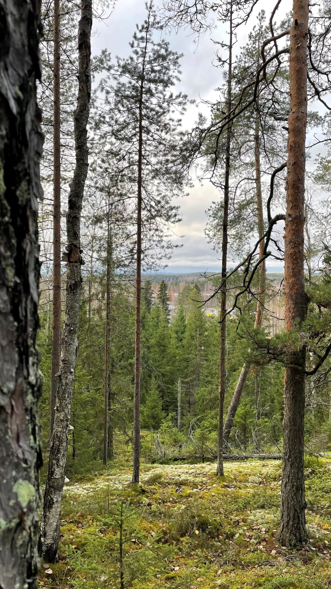 Metsäkuva, jossa on korkeita, hoikkia mäntyjä ja sammaloitunut maa. Kaukaisuudessa puiden latvukset ulottuvat kohti pilvistä taivasta, ja puiden läpi näkyy muutama vihje avoimesta maisemasta.