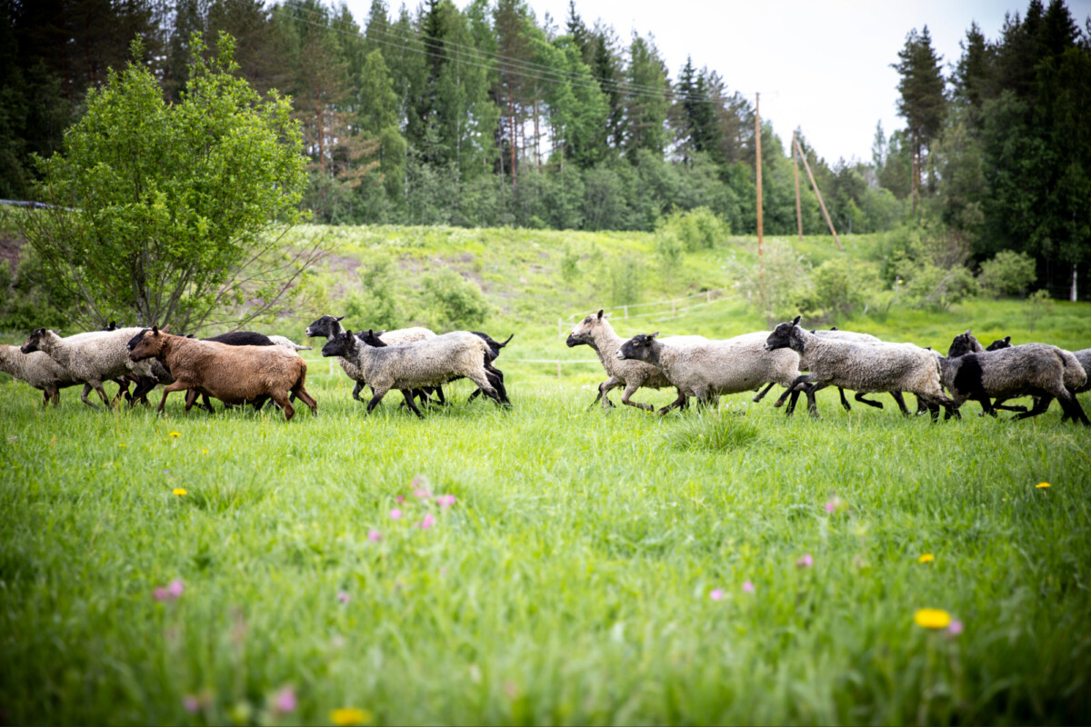 Lauma lampaita, joiden päät ovat mustia ja ruskeita, juoksee vihreän ruohokentän poikki, ja taustalla näkyy puita ja sähkölinjoja pilvisenä päivänä.
