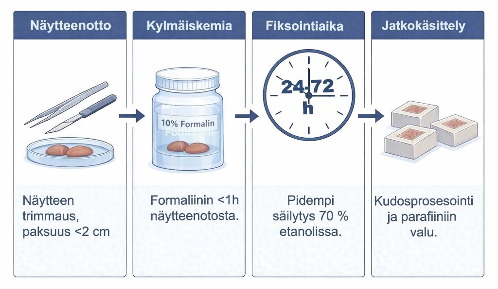 Suomalainen vuokaavio, jossa esitetään kudosnäytteiden käsittely: näytteiden leikkaaminen (<2 cm), asettaminen 10-prosenttiseen formaliiniin yhden tunnin kuluessa, kiinnittäminen 24-72 tunniksi, sitten näytteiden käsittely ja upottaminen parafiinilohkoihin.