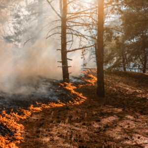 Metsäpalo leviää metsän pohjalla, ja oranssit liekit ja savu nousevat mäntyjen seasta, kun auringonvalo suodattuu oksien läpi.