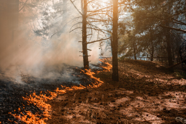 Metsäpalo leviää metsän pohjalla, ja oranssit liekit ja savu nousevat mäntyjen seasta, kun auringonvalo suodattuu oksien läpi.