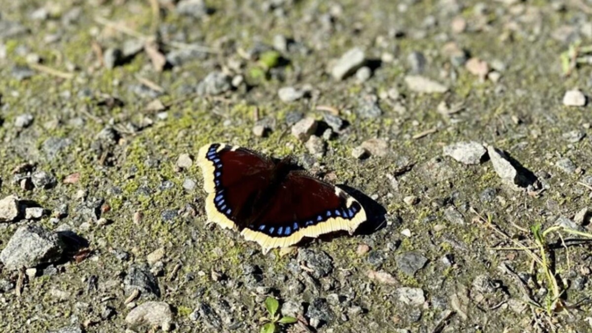 Tummanruskea perhonen, jonka siivissä on keltaiset reunat ja sinisiä täpliä, lepää aurinkoisella, soraisella maalla, jossa on pieniä kiviä ja sammalla peitettyjä kohtia.