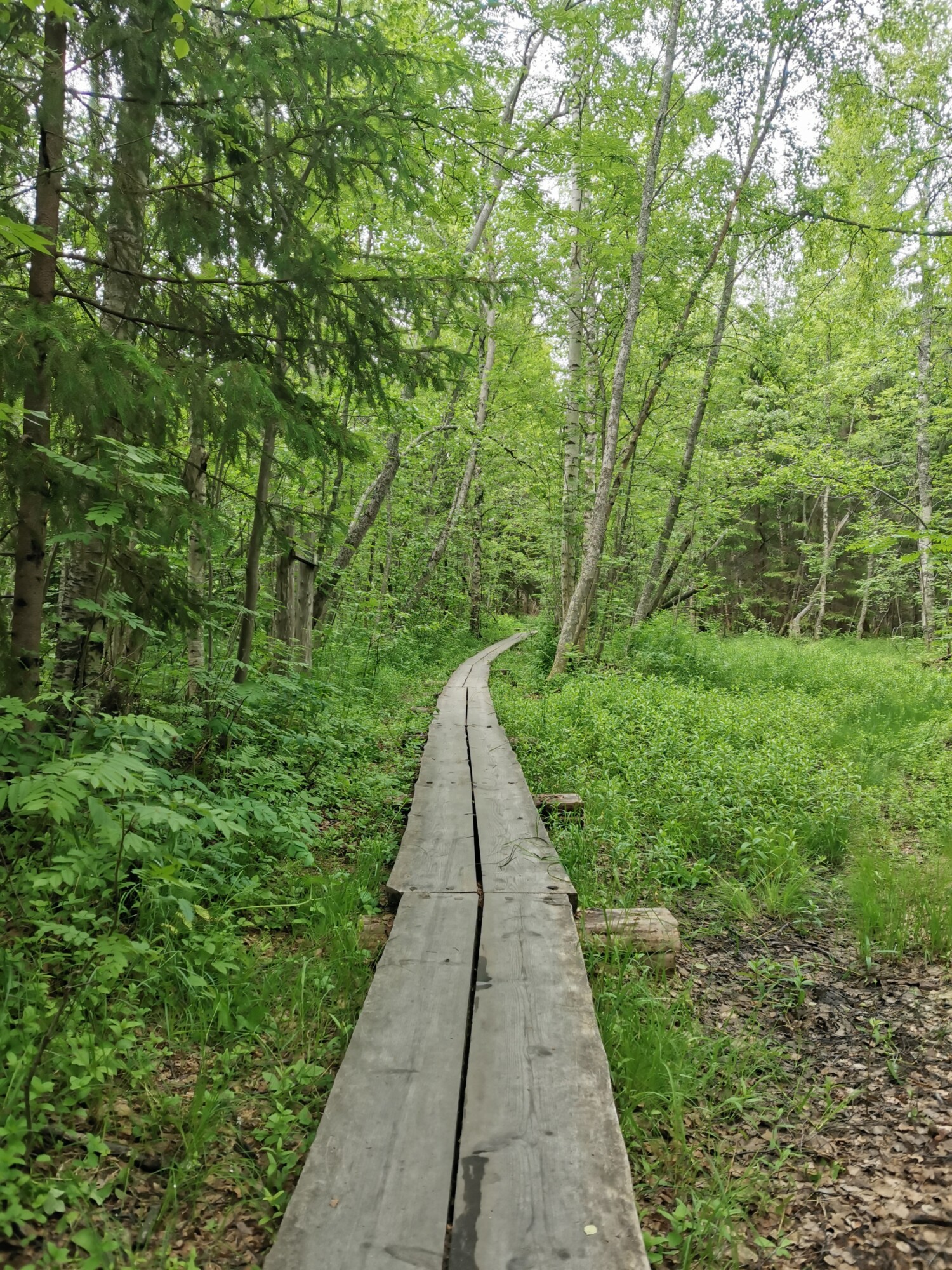 Kapea puinen kävelytie kulkee rehevän vihreän metsän läpi, ja sitä ympäröivät korkeat puut ja tiheä kasvillisuus pilvisenä päivänä.
