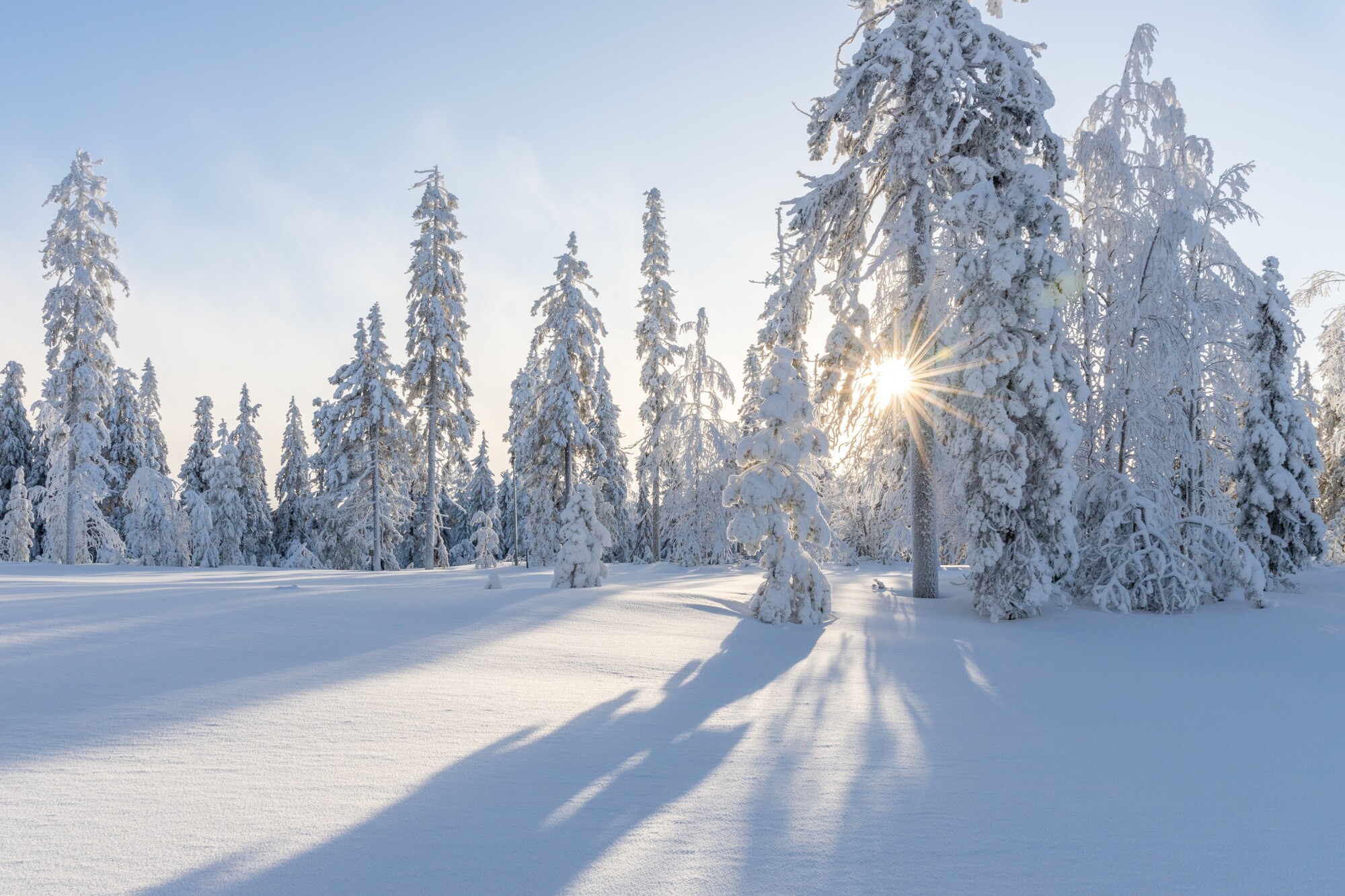 Lumipeitteiset männyt talvisessa maisemassa, jossa auringonvalo suodattuu oksien läpi ja pitkät varjot heijastuvat koskemattomalle lumelle.
